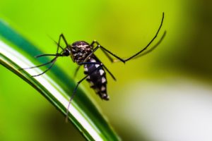 mosquito, insect, animal-4998145.jpg