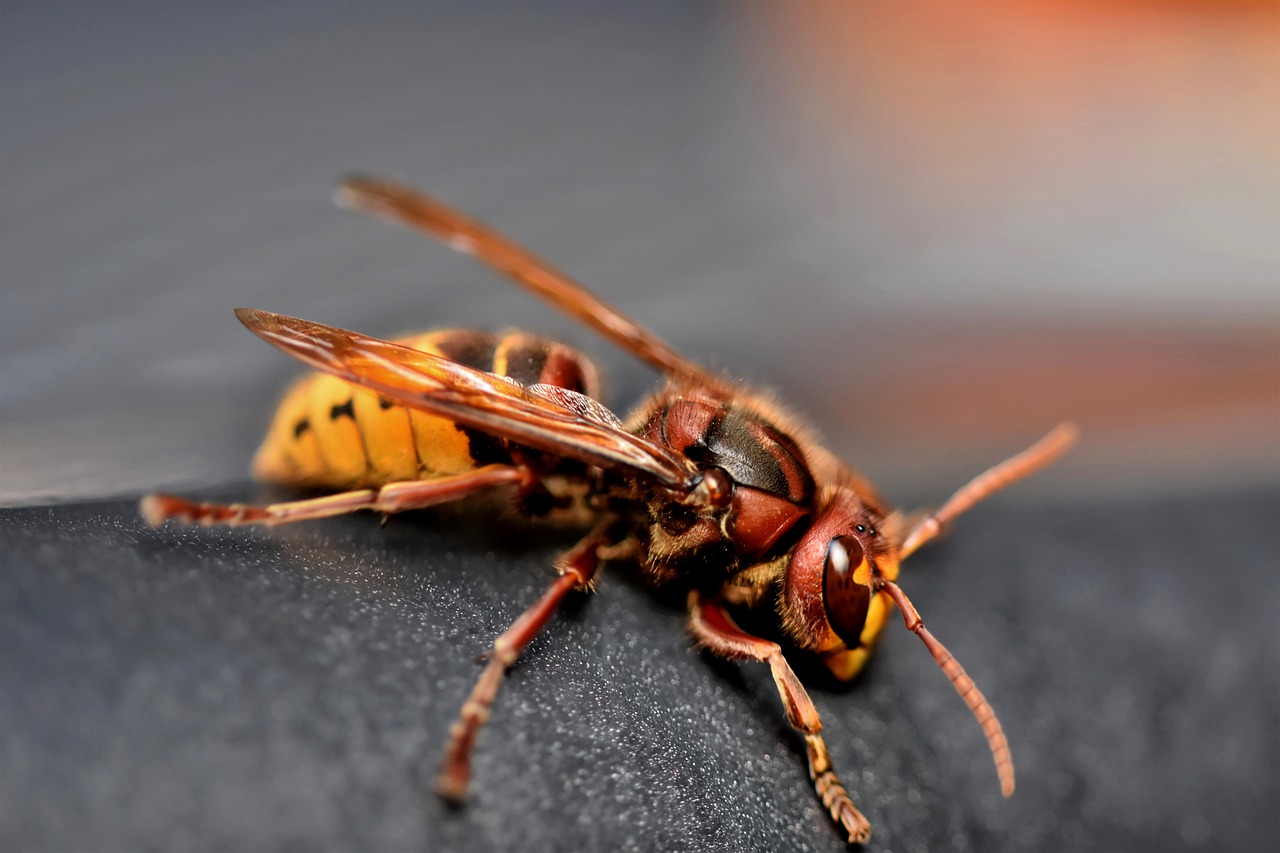 Pest Information – High Quality Pest Control